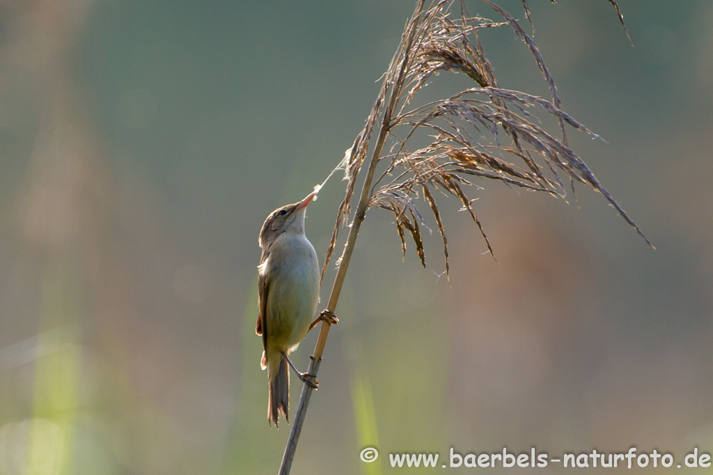 Teichrohrsänger, Rohrspatz