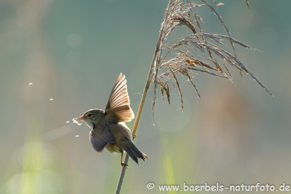 Teichrohrsänger, Rohrspatz