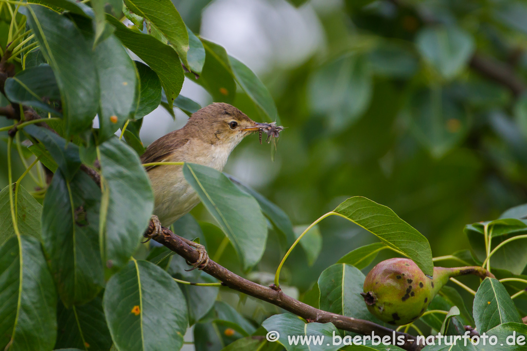 Teichrohrsänger, Rohrspatz