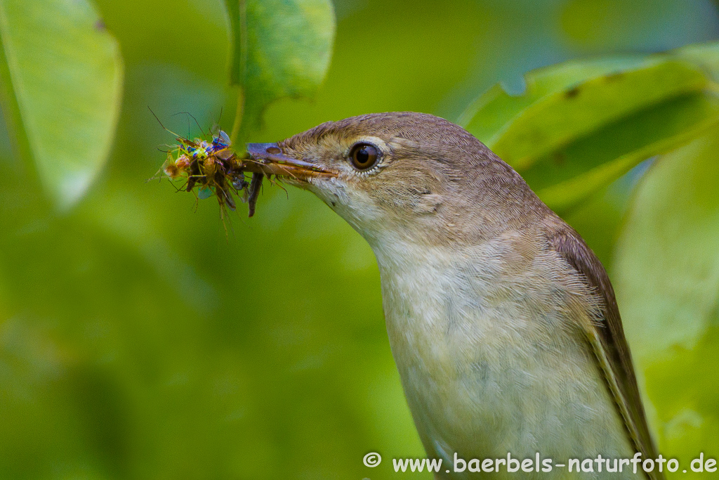 Teichrohrsänger, Rohrspatz