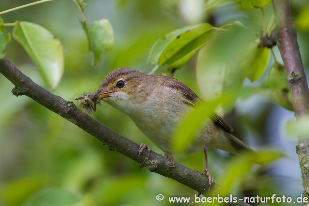 Teichrohrsänger, Rohrspatz