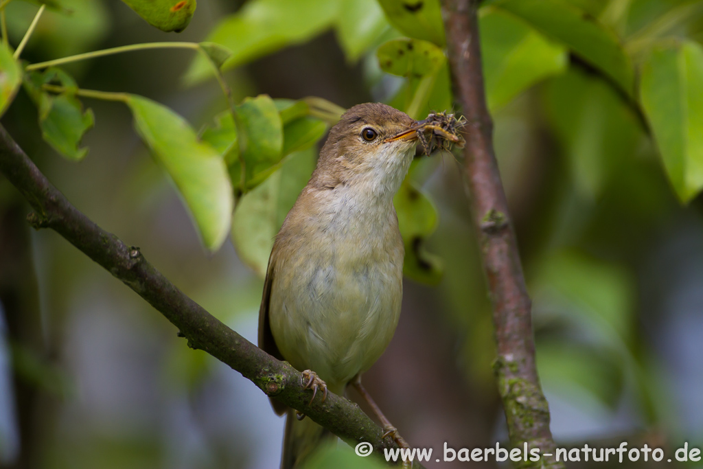 Teichrohrsänger, Rohrspatz