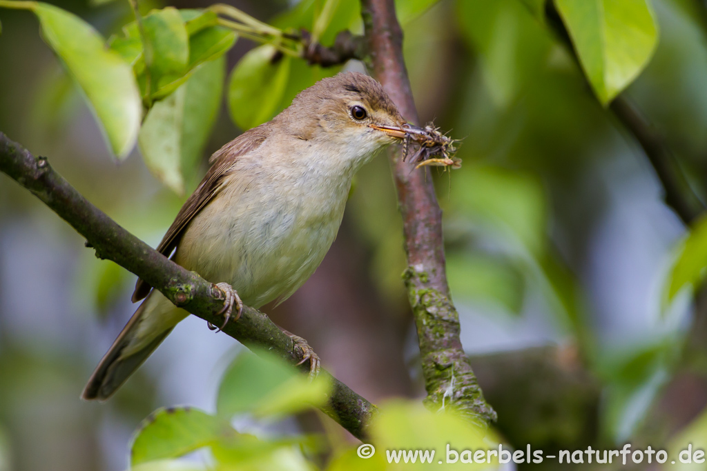 Teichrohrsänger, Rohrspatz