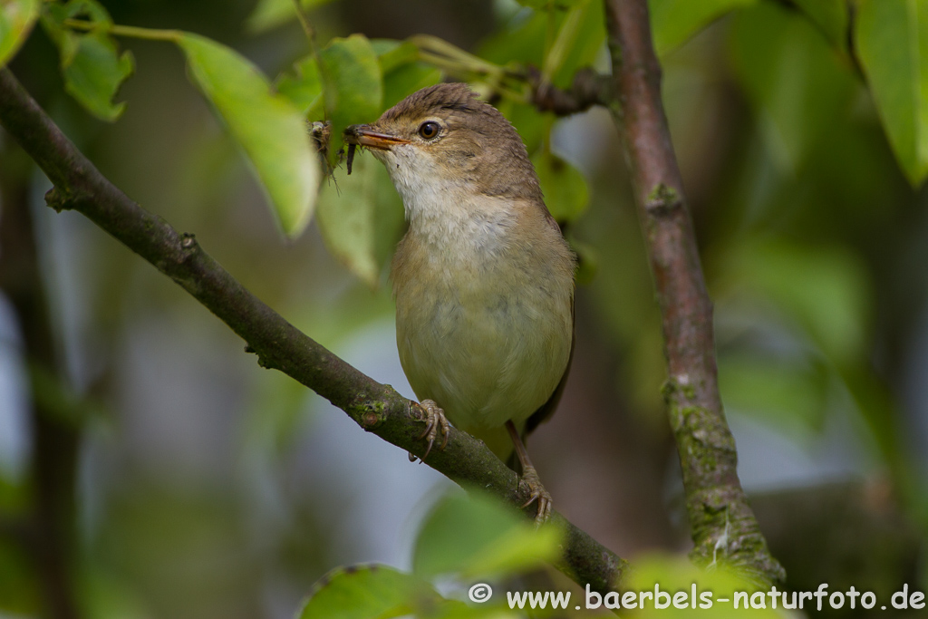 Teichrohrsänger, Rohrspatz