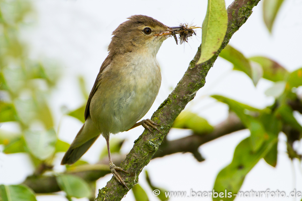 Teichrohrsänger, Rohrspatz