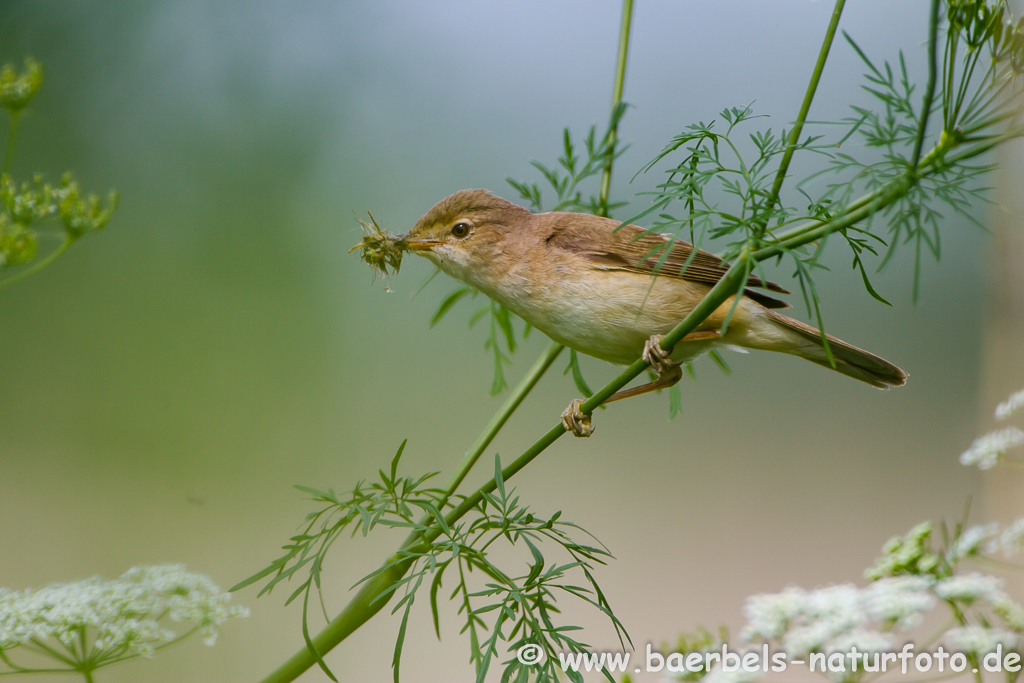 Teichrohrsänger, Rohrspatz