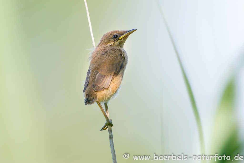 Teichrohrsänger, Rohrspatz