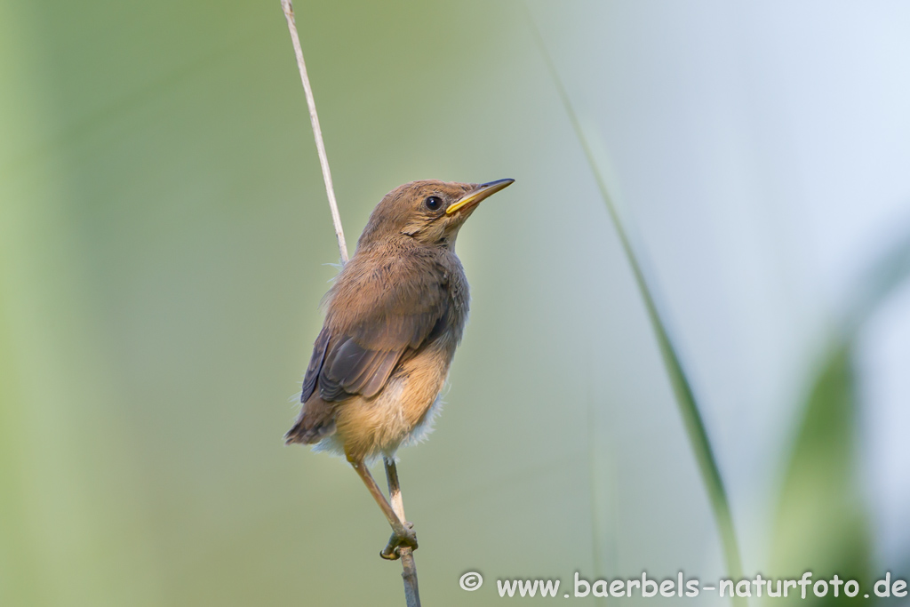 Teichrohrsänger, Rohrspatz