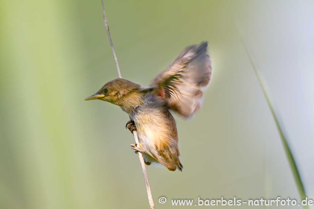 Teichrohrsänger, Rohrspatz