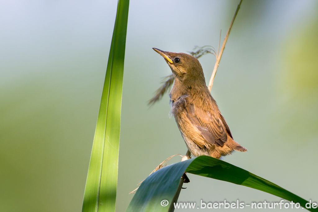 Teichrohrsänger, Rohrspatz