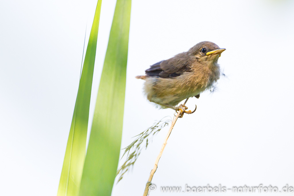 Teichrohrsänger, Rohrspatz