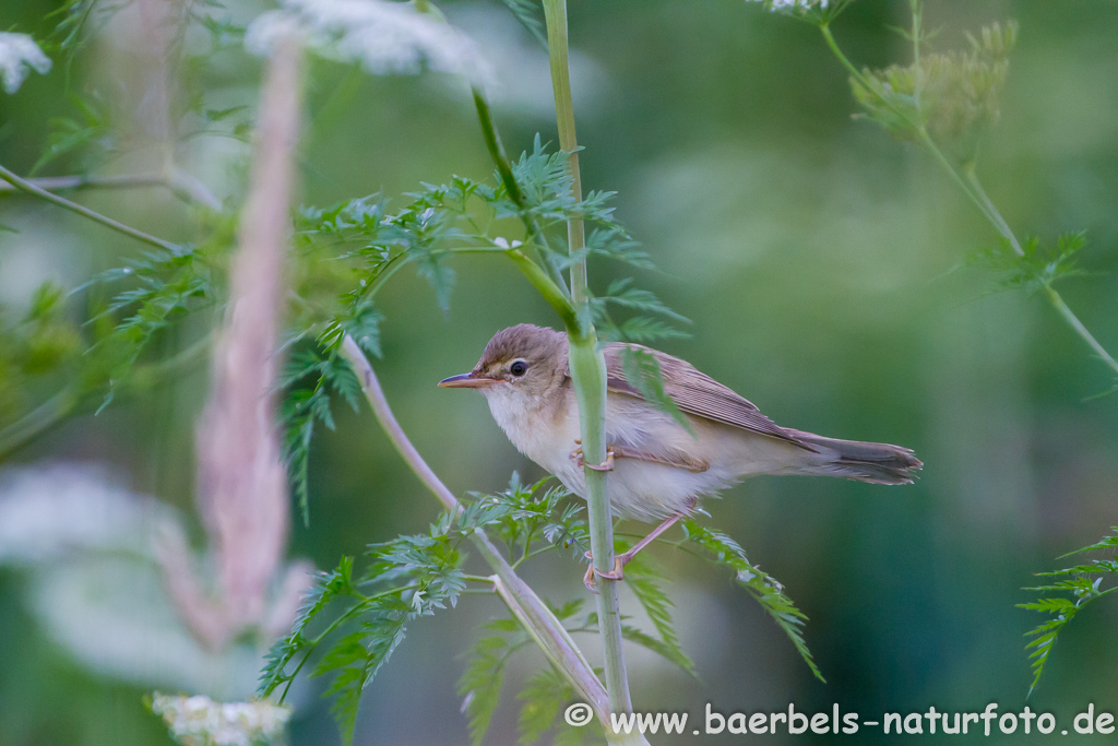 Teichrohrsänger, Rohrspatz