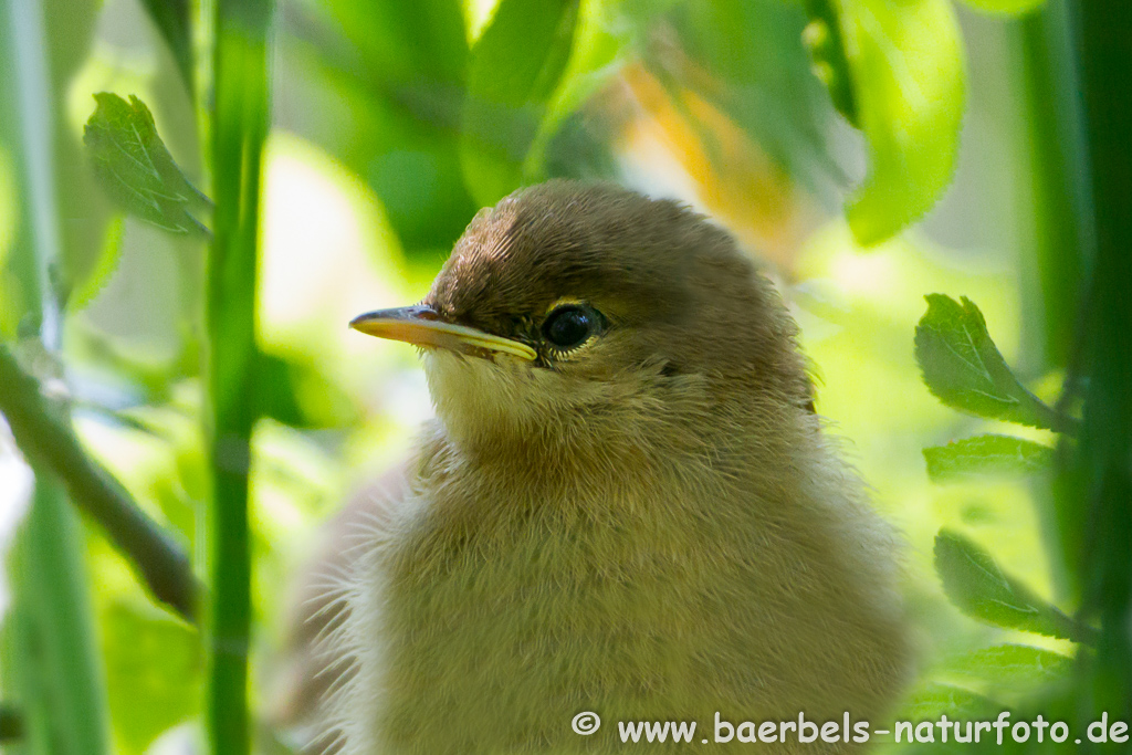 Teichrohrsänger, Rohrspatz