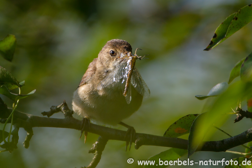 Teichrohrsänger, Rohrspatz