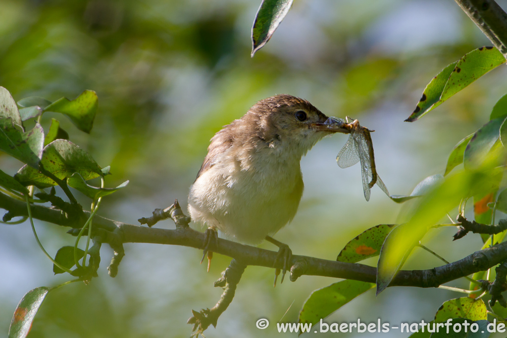 Teichrohrsänger, Rohrspatz