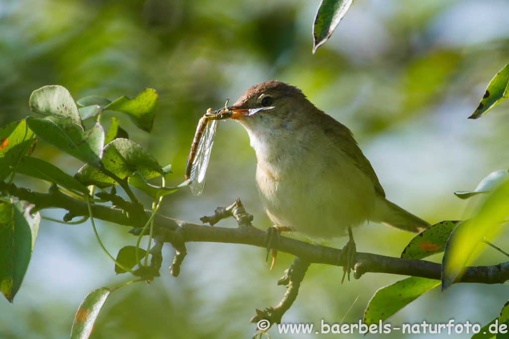 Teichrohrsänger, Rohrspatz