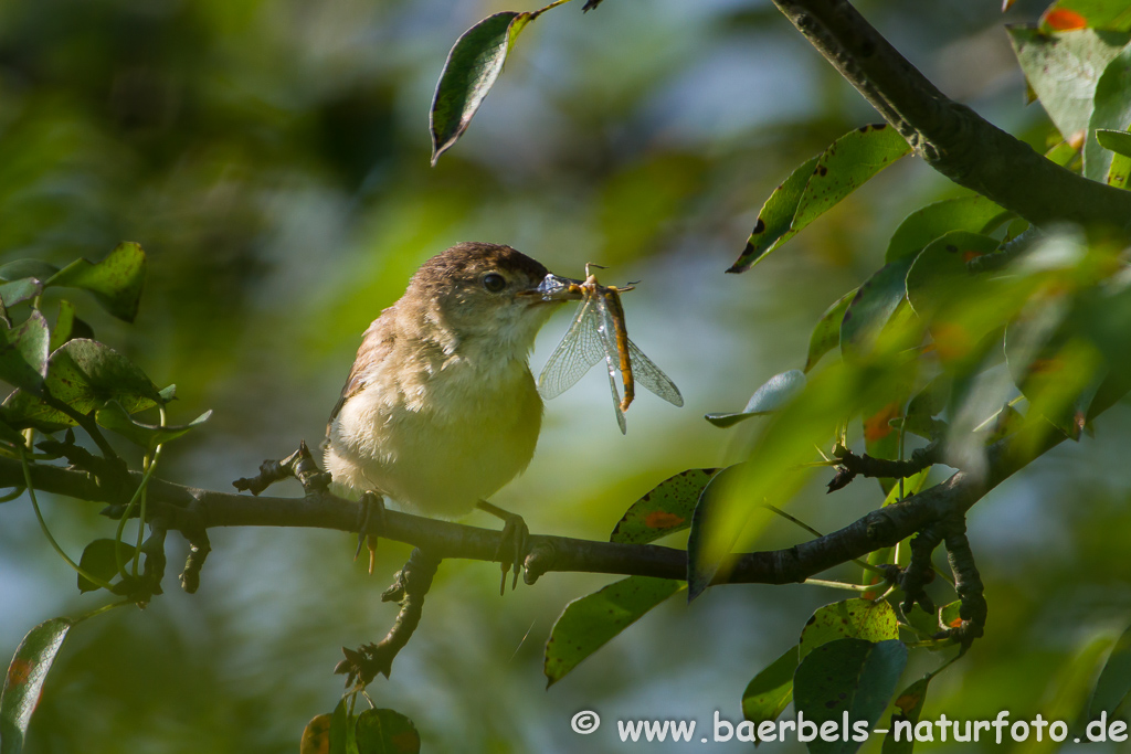 Teichrohrsänger, Rohrspatz