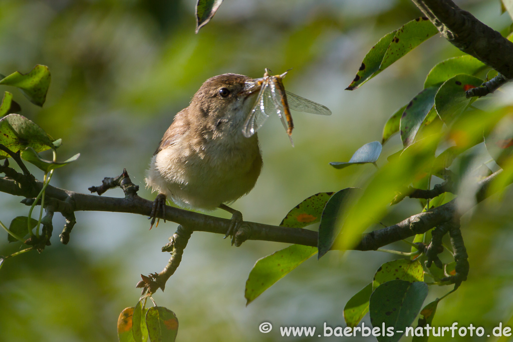 Teichrohrsänger, Rohrspatz