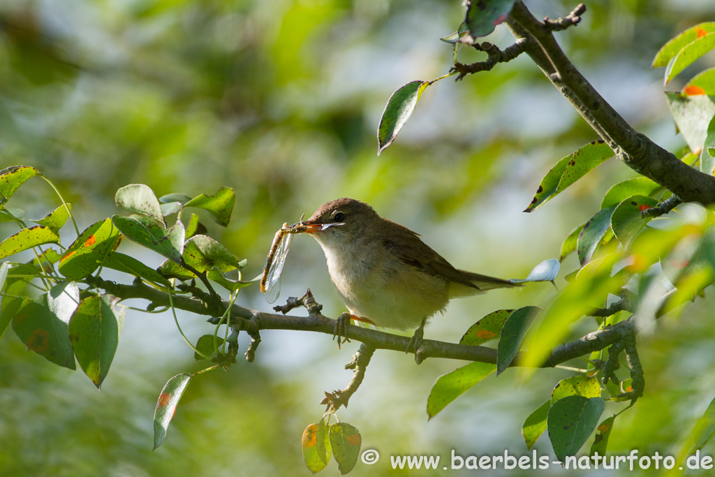 Teichrohrsänger, Rohrspatz