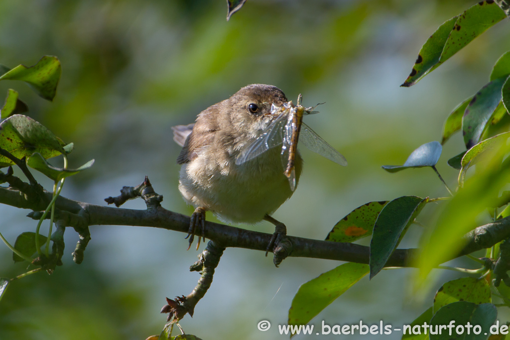 Teichrohrsänger, Rohrspatz