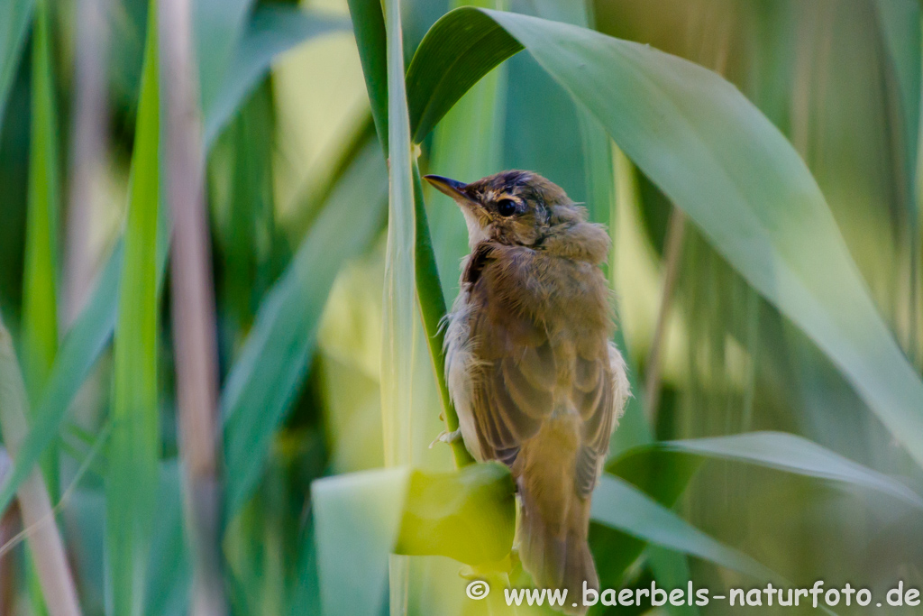 Teichrohrsänger, Rohrspatz