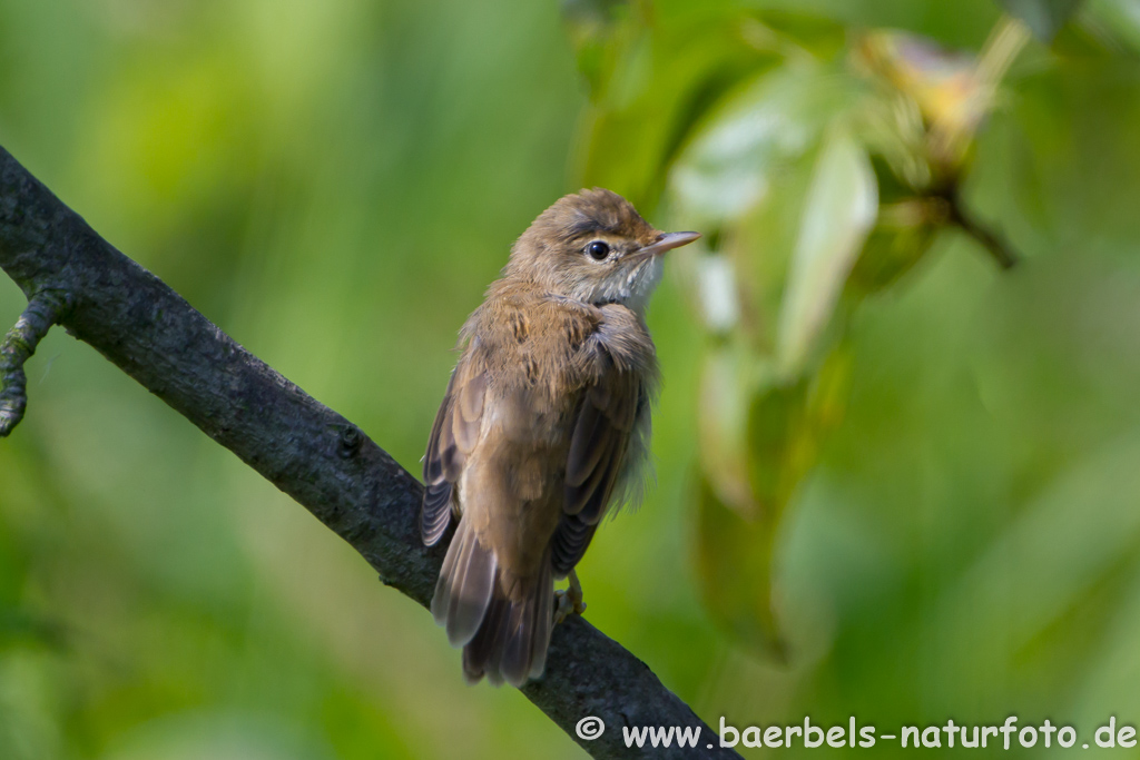 Teichrohrsänger, Rohrspatz