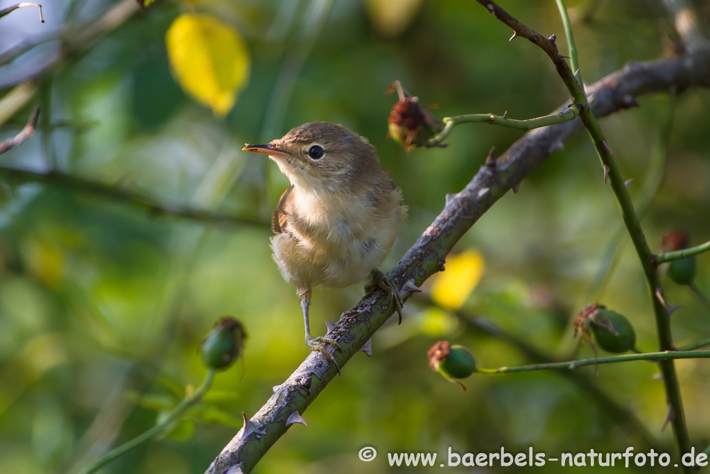 Teichrohrsänger, Rohrspatz