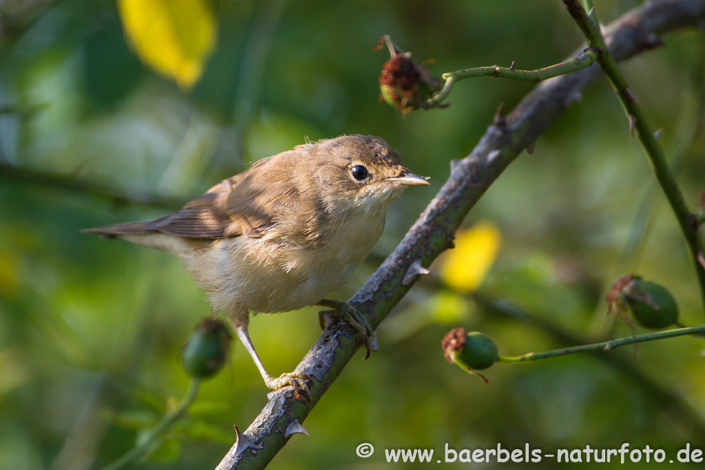 Teichrohrsänger, Rohrspatz