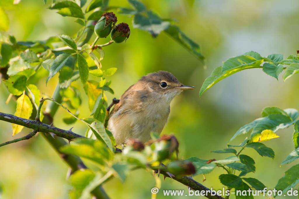 Teichrohrsänger, Rohrspatz