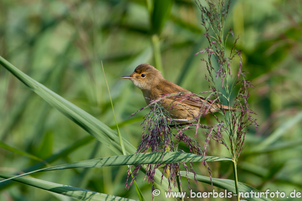 Teichrohrsänger, Rohrspatz