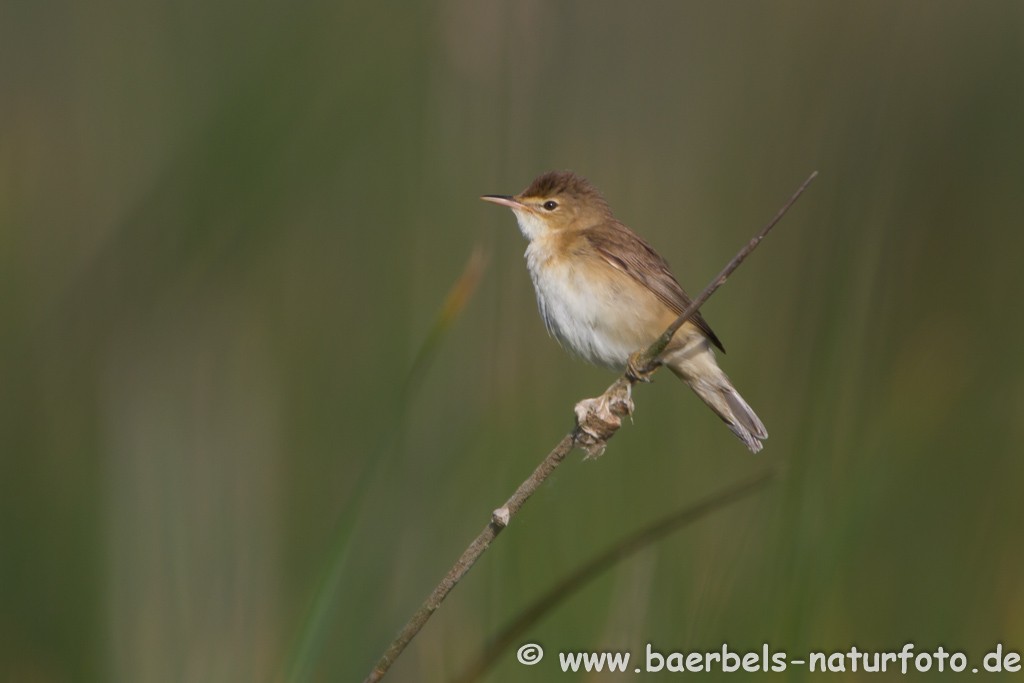 Teichrohrsänger, Rohrspatz