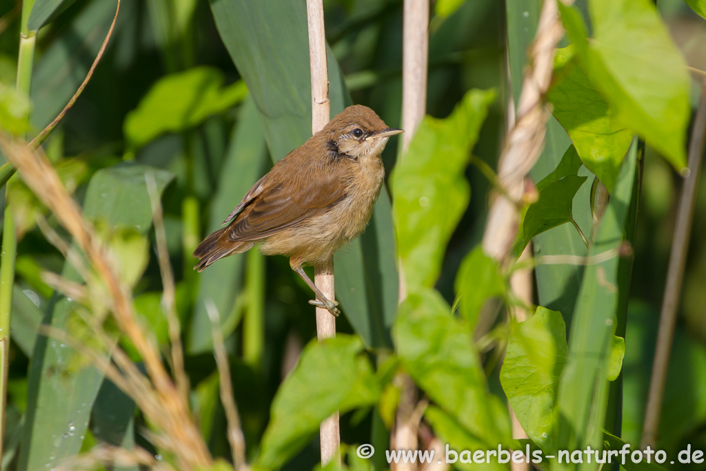 Teichrohrsänger, Rohrspatz