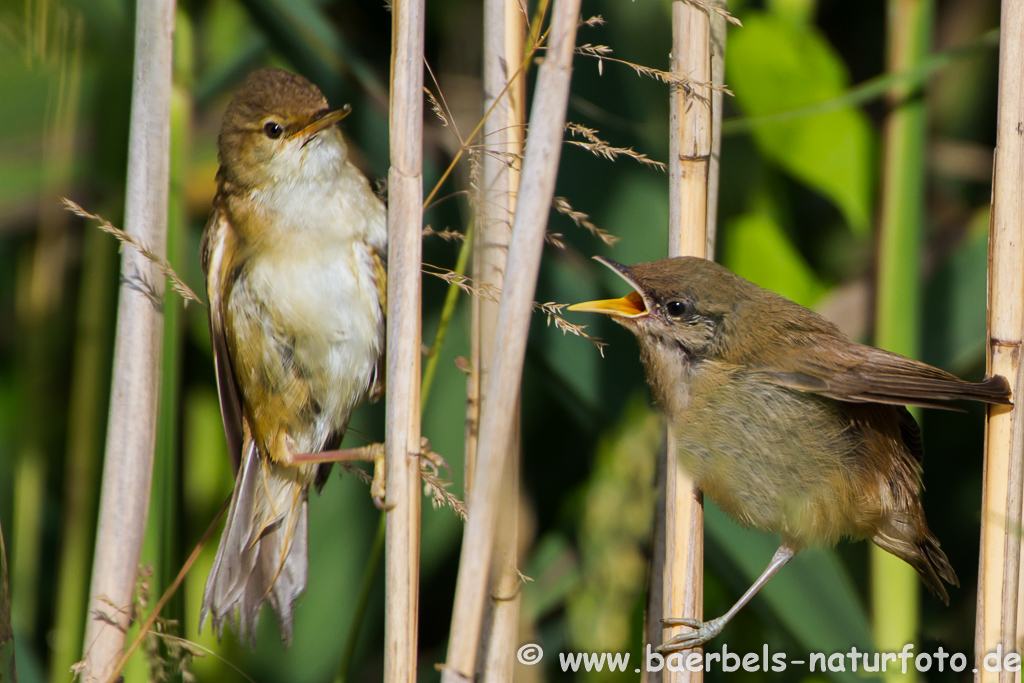 Teichrohrsänger, Rohrspatz