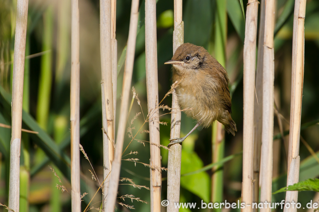 Teichrohrsänger, Rohrspatz