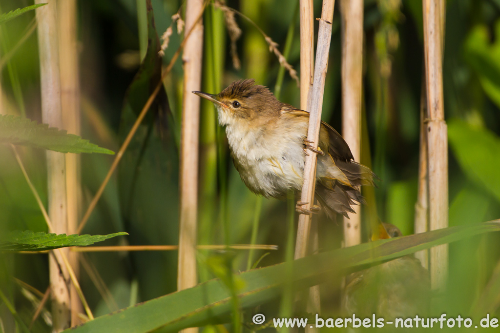 Teichrohrsänger, Rohrspatz