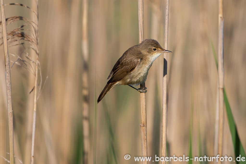 Teichrohrsänger, Rohrspatz