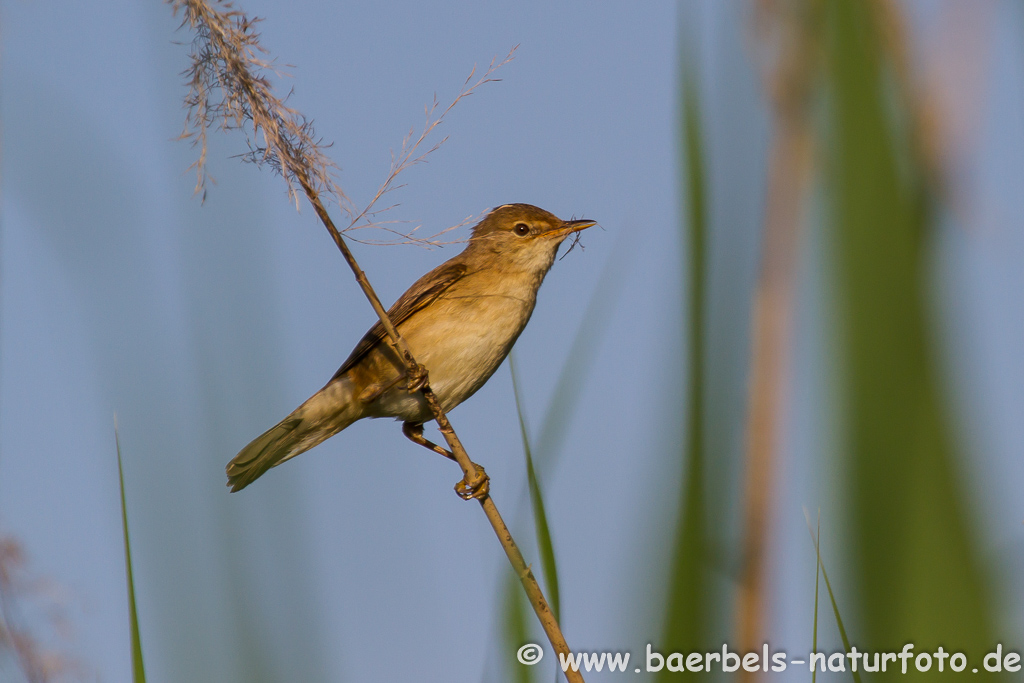 Teichrohrsänger, Rohrspatz