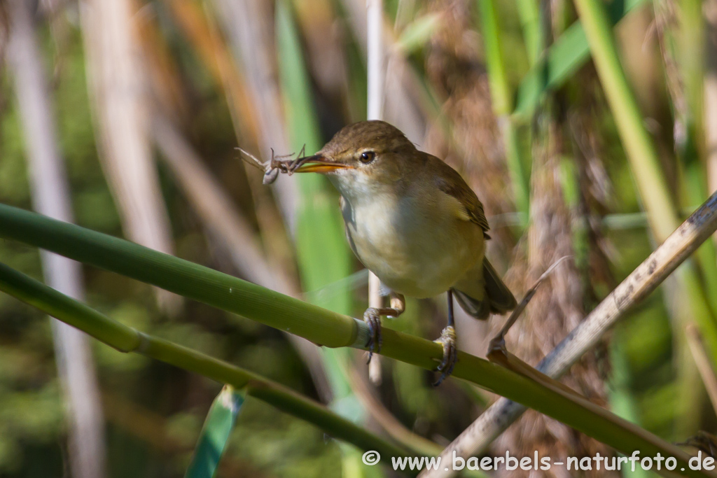 Teichrohrsänger, Rohrspatz