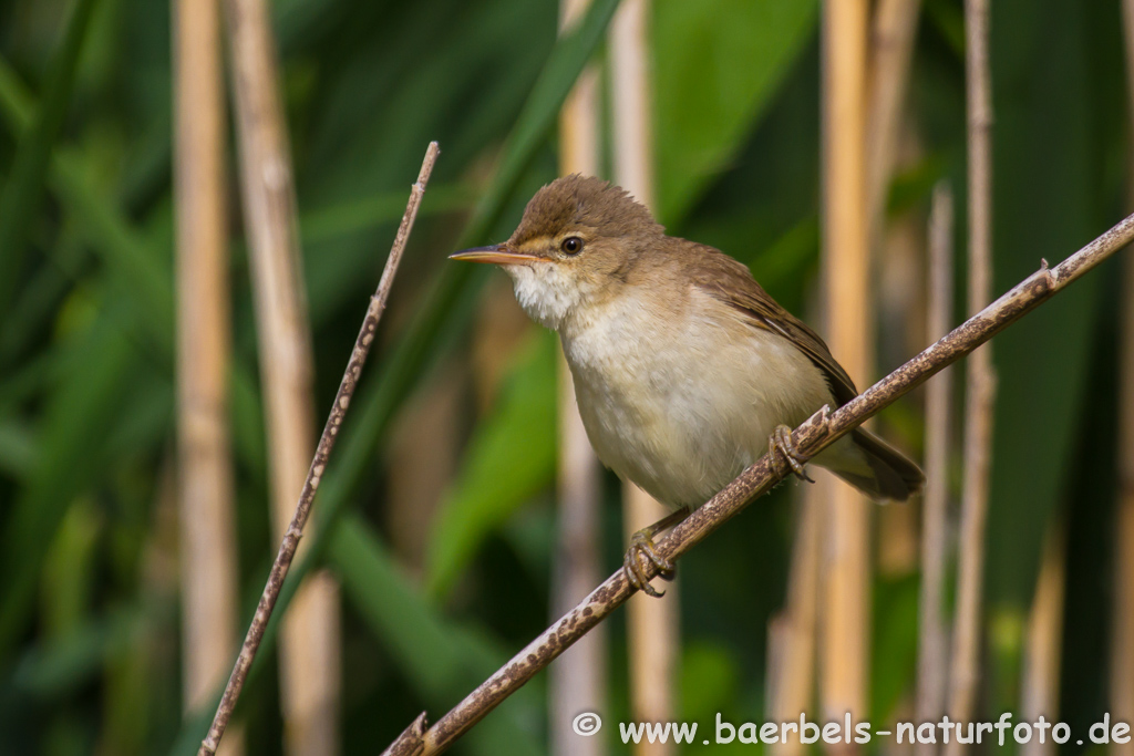 Teichrohrsänger, Rohrspatz