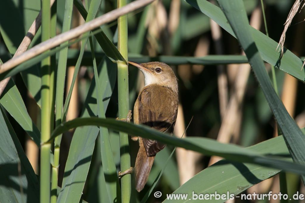 Teichrohrsänger, Rohrspatz