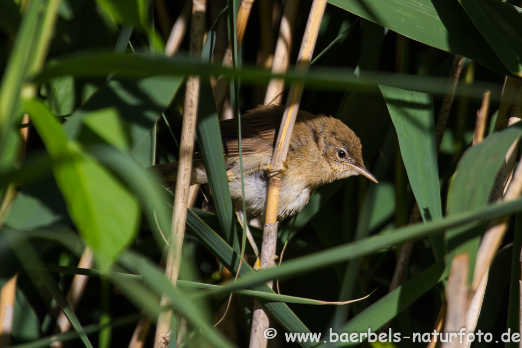 Teichrohrsänger, Rohrspatz