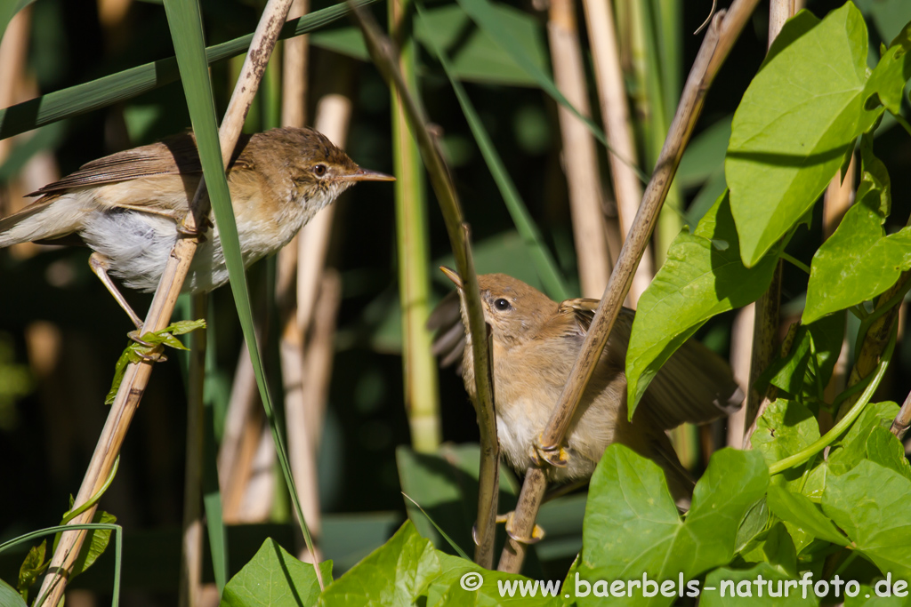 Teichrohrsänger, Rohrspatz