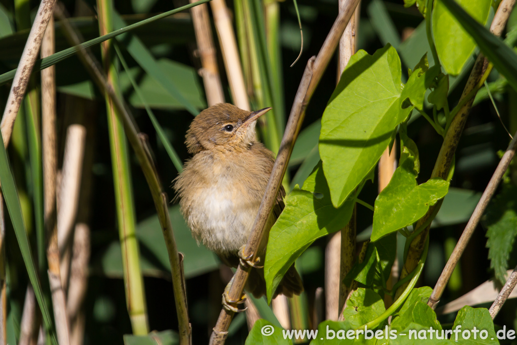 Teichrohrsänger, Rohrspatz