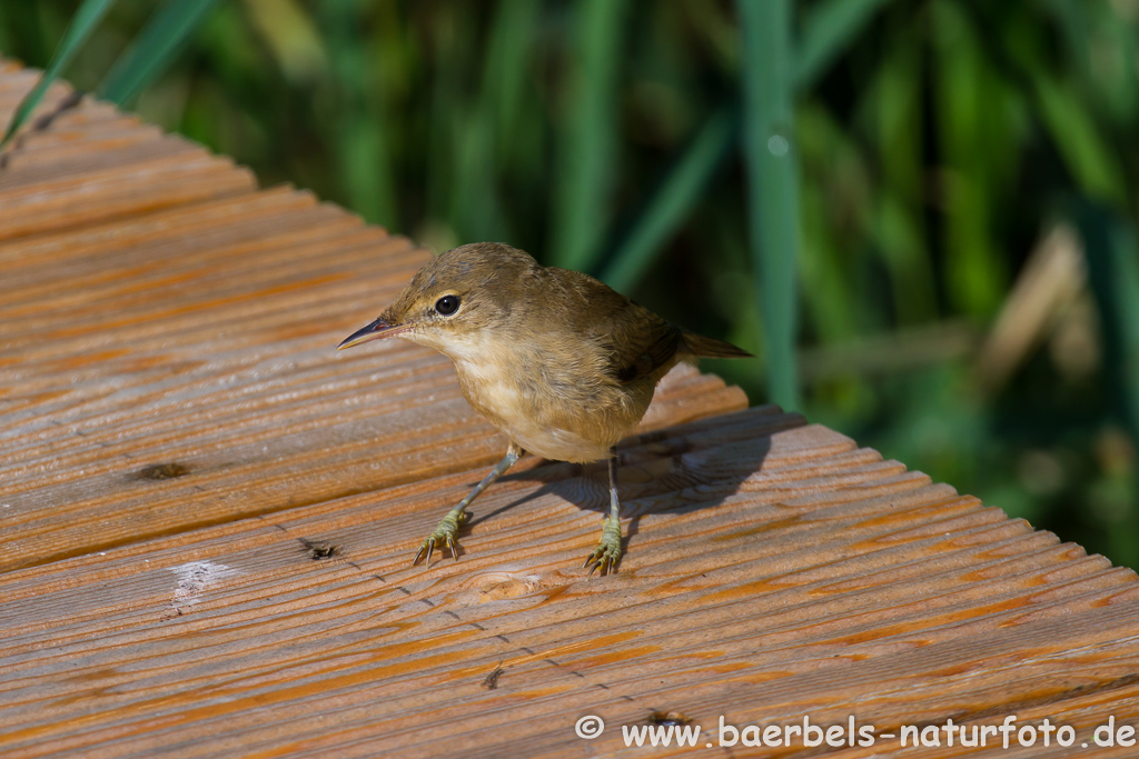 Teichrohrsänger, Rohrspatz