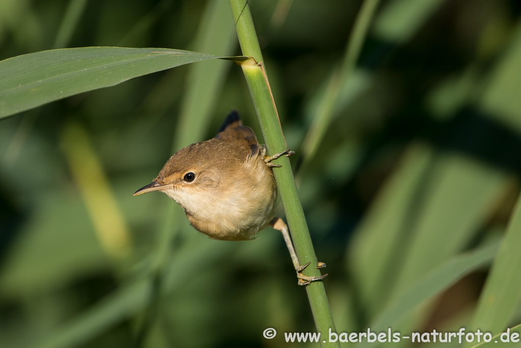 Teichrohrsänger, Rohrspatz