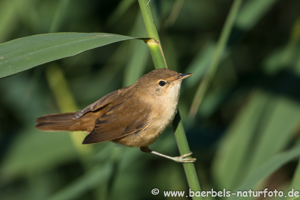 Teichrohrsänger, Rohrspatz