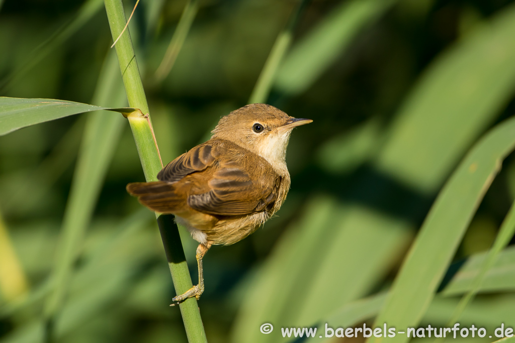 Teichrohrsänger, Rohrspatz