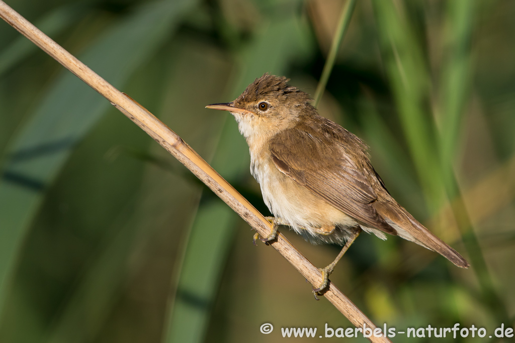 Teichrohrsänger, Rohrspatz