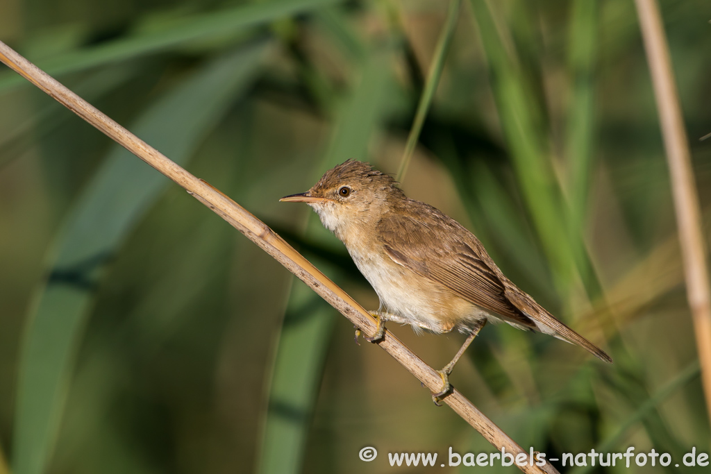 Teichrohrsänger, Rohrspatz