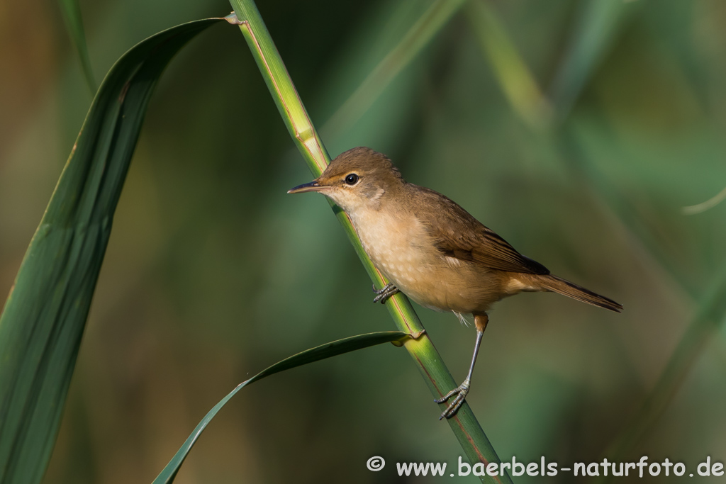 Teichrohrsänger, Rohrspatz